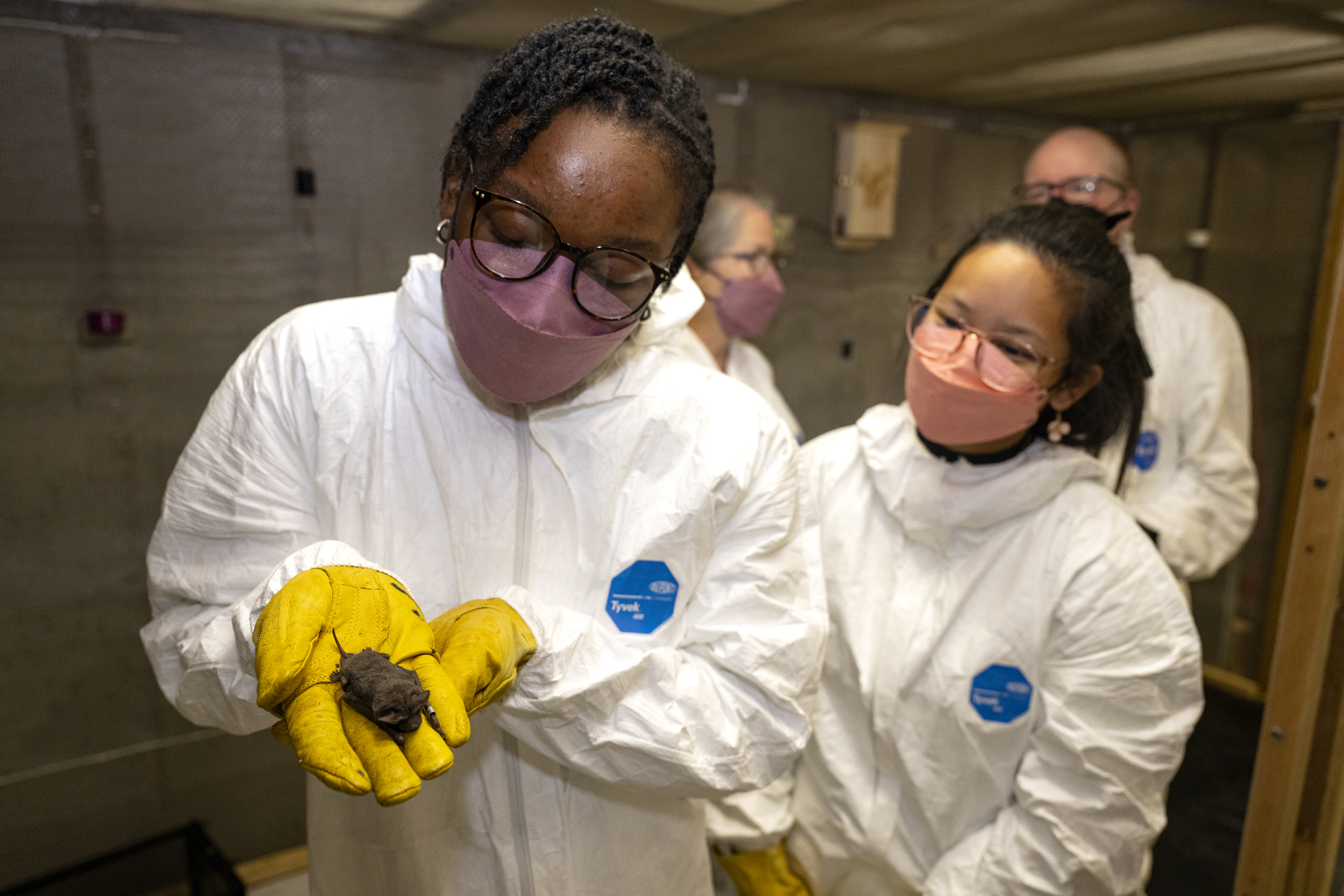 Bucknell students working with a bat in a lab